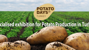 Türkiyədə “Kartof günləri” festivalı