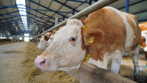 A ban on livestock export was introduced in Kazakhstan