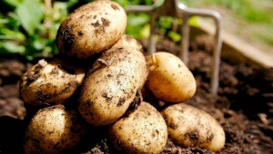 Türkiye potato production is anticipated to increase significantly in 2023