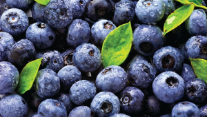 Georgia exports 2,346 tonnes of blueberries