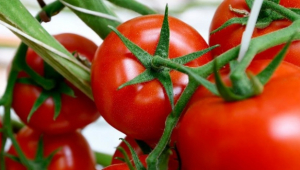 Russia hikes tomato import quota for Türkiye