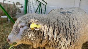 Kazakhstan plans to import breeding sheep from France