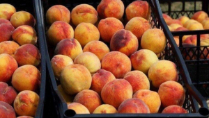 Georgia received $4 million from peach export
