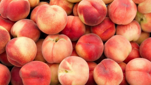 Georgian peach exports up 4%