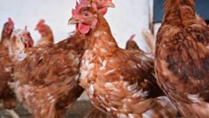 Growth in exports and imports of live chicken from Georgia was recorded