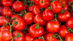 Azerbaycan'ın domates ihracatından elde ettiği gelir keskin şekilde azaldı