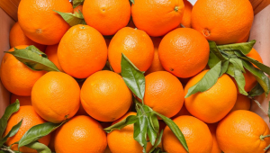 نمت استيراد البرتقال إلى أوزبكستان بنسبة 36 ٪ تقريبًا