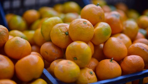 Gruziyadan mandarin eksporti ortib bormoqda