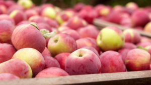 زاد تصدير التفاح الأذربيجاني في عام 2023 بنسبة 11 ٪