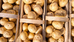 2023 жылы Грузиядағы картоп импорты екі есеге жуық өсті