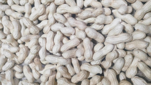Peanut 