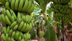 Kazakhstan to produce bananas on industrial scale