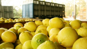 Uzbekistan exported lemons for almost USD 3 million