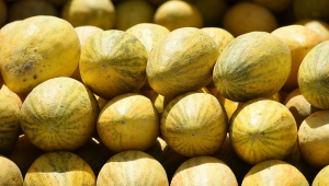 Uzbekistan's melon exports total $16.7mn over six months