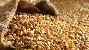 Wheat imports to Georgia up 40%