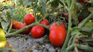 Uzbek breeders presented a new high-yielding tomato variety