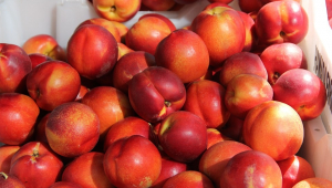 Uzbekistan generates over $62mn from export of peaches and nectarines 