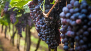 Uzbekistan is a leader in the supply of table grapes to Georgia