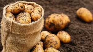 Potato production in Azerbaijan has gone down