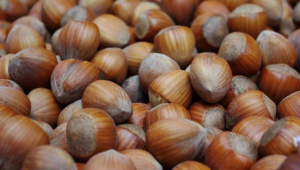 The Scandinavian countries are interested in the export of Georgian nuts