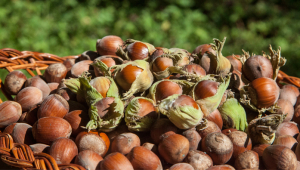 Georgia accounts for 6.7% of the global hazelnut market