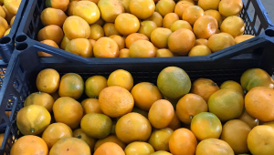 Tangerines