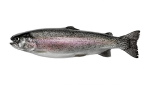 Forel balığı