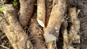 horseradish root